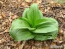 Veratrum Nigrum Extract